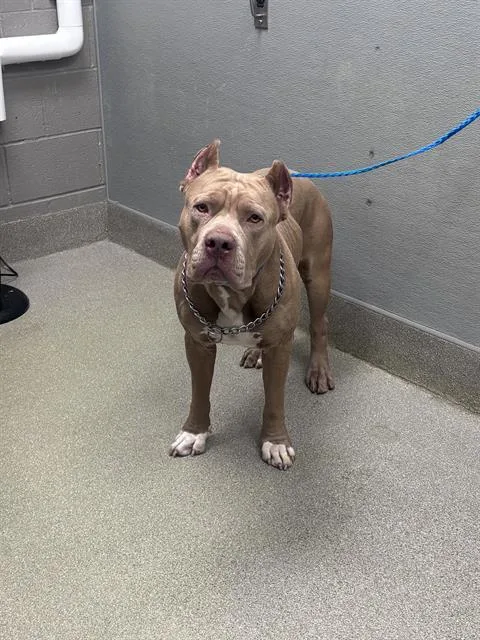 A young extra large-sized male American Bulldog dog named Platinum for adoption in Las Vegas, NV