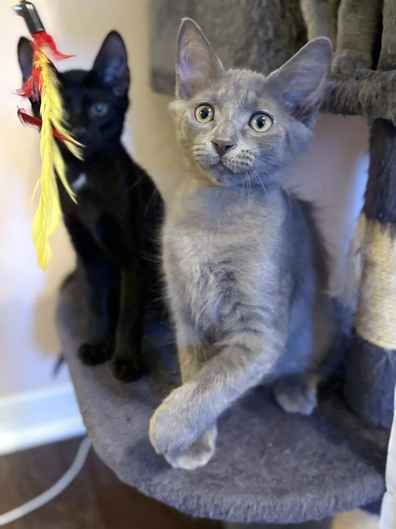 A baby medium-sized male Gray / Blue / Silver Domestic Short Hair cat named Dusty for adoption in Lake Monroe, FL