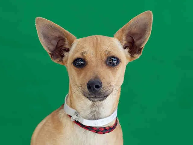 A senior medium-sized female Chihuahua dog named Fiona for adoption in Downey, CA