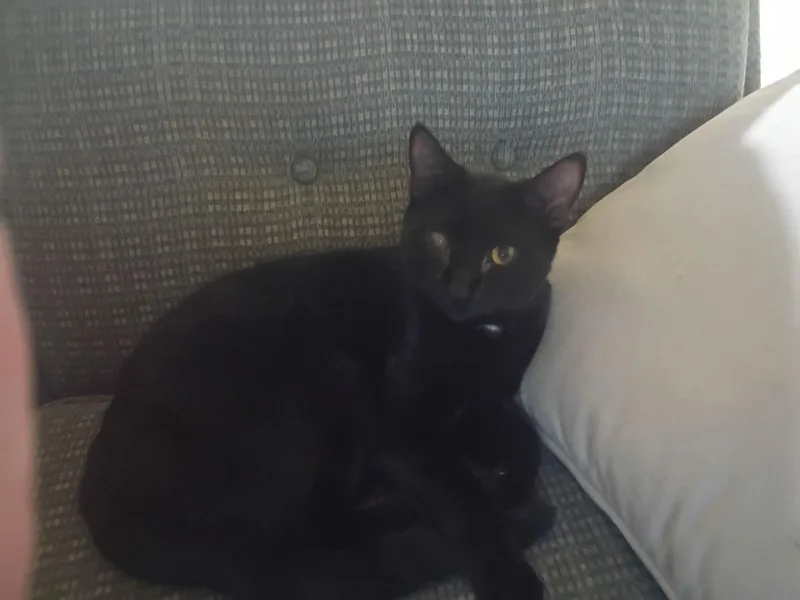 Little Foot thumbnail 2