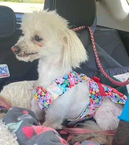 Lily & Zeplin thumbnail 3