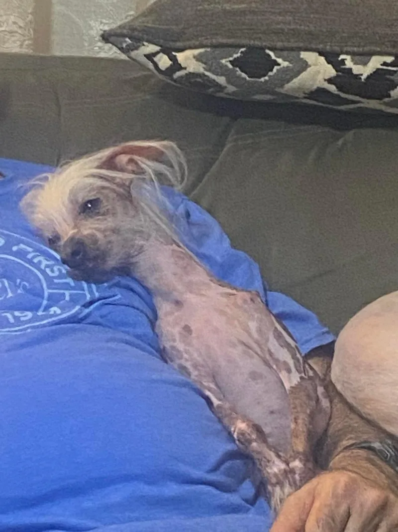 Lily & Zeplin thumbnail 4