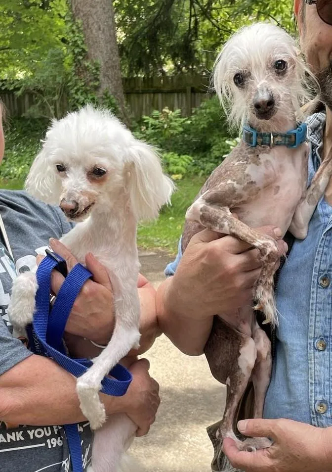 Lily & Zeplin thumbnail 5