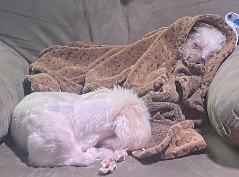 Lily & Zeplin thumbnail 6