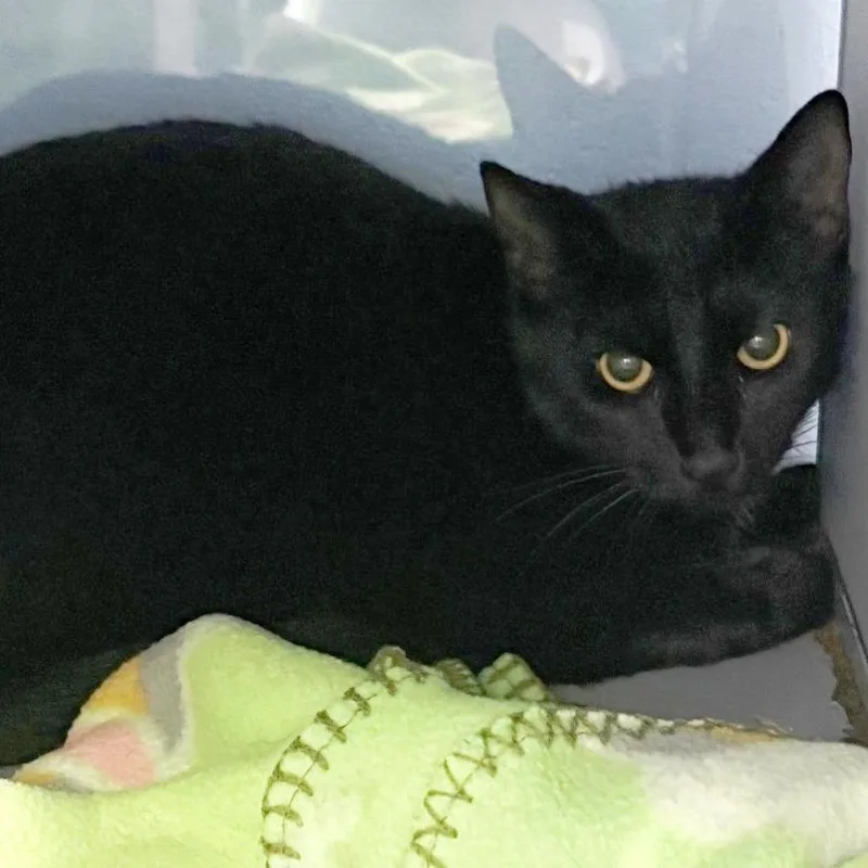 A young small-sized female Black Domestic Short Hair cat named Destiny for adoption in Concord, NH