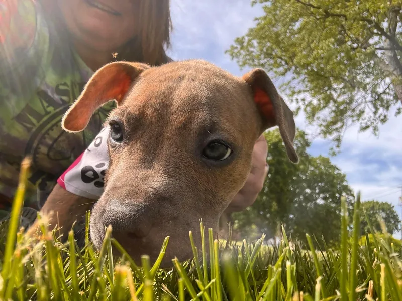 A baby large-sized female Brindle Mixed Breed dog named Leah for adoption in Kenosha, WI