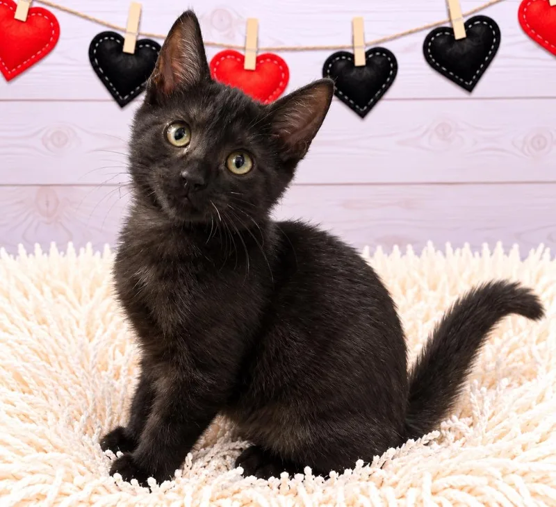 A baby small-sized female Extra-Toes Cat / Hemingway Polydactyl named Shani for adoption in Corpus Christi, TX