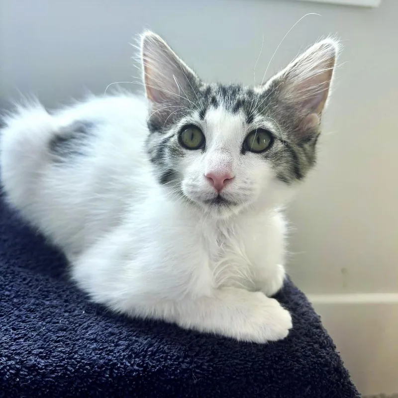 A baby small-sized female White Domestic Short Hair cat named Blanche Devereaux for adoption in Brownsboro, AL