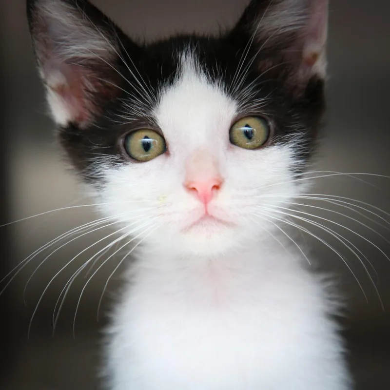 A baby small-sized male Black Domestic Short Hair cat named Jordyn for adoption in Hattiesburg, MS