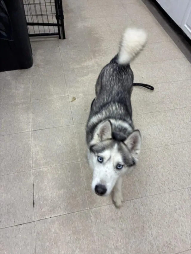 An adult medium-sized female Siberian Husky dog named Freckles for adoption in Loveland, CO