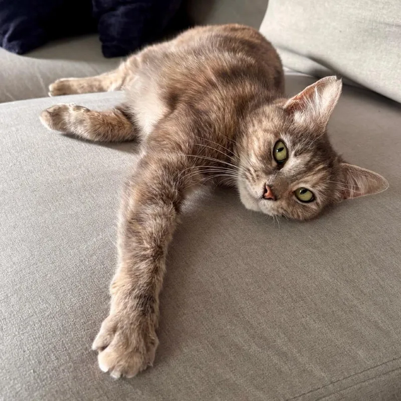 An adult small-sized female Torbie Domestic Short Hair cat named Rare Books Room for adoption in Fredericksburg, VA