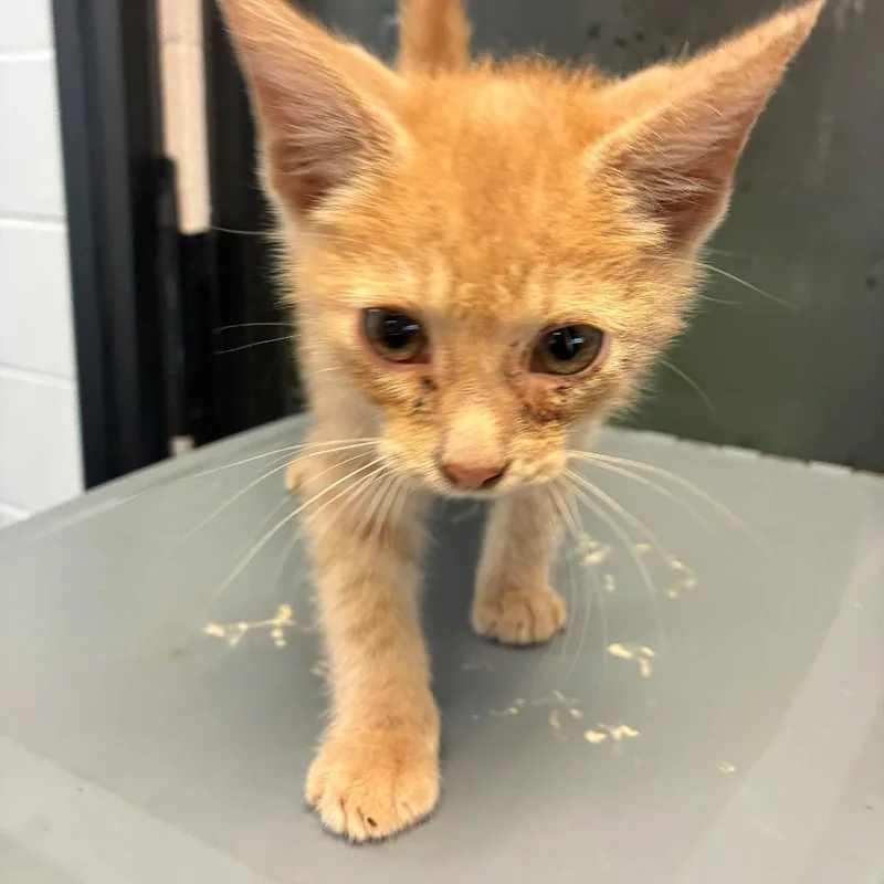 A baby small-sized male Orange / Red Domestic Short Hair cat named Lasagna for adoption in Gadsden, AL