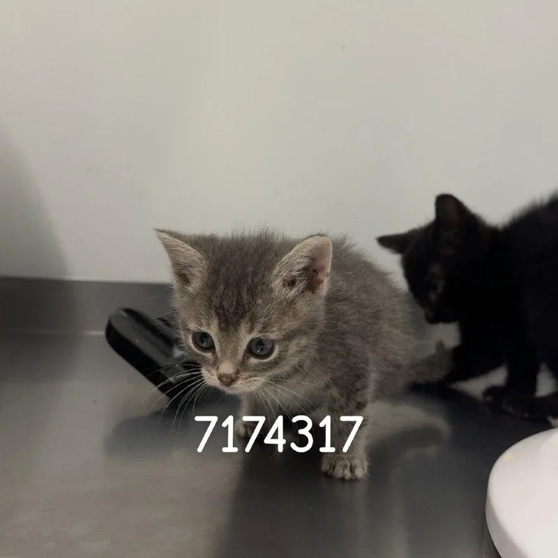 A baby small-sized male Gray / Blue / Silver Domestic Short Hair cat named Deckard for adoption in Chico, CA