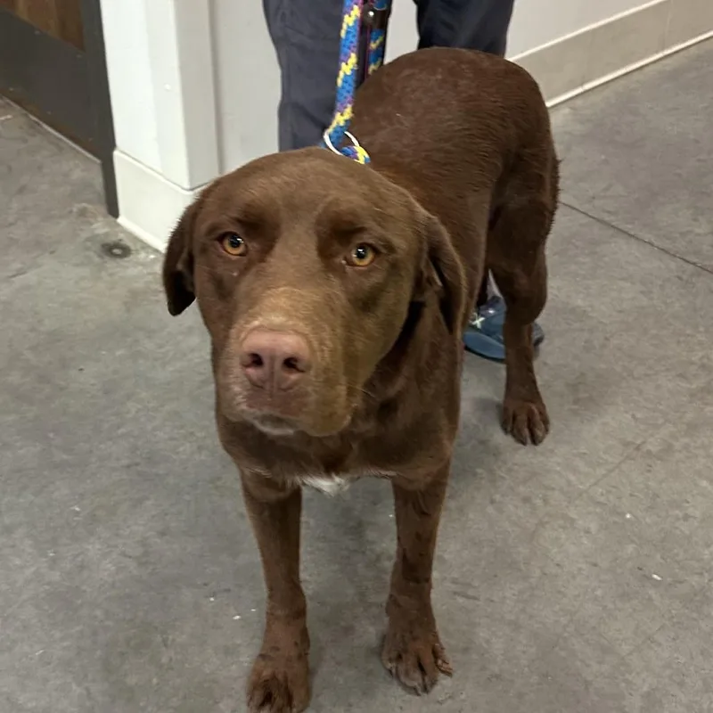 An adult large-sized male Brown / Chocolate Mixed Breed dog named Chip for adoption in Hailey, ID
