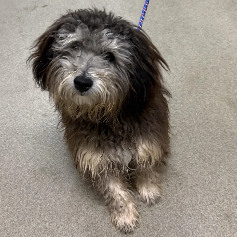 An adult small-sized male Maltese dog named Finnegan for adoption in Kearney, NE
