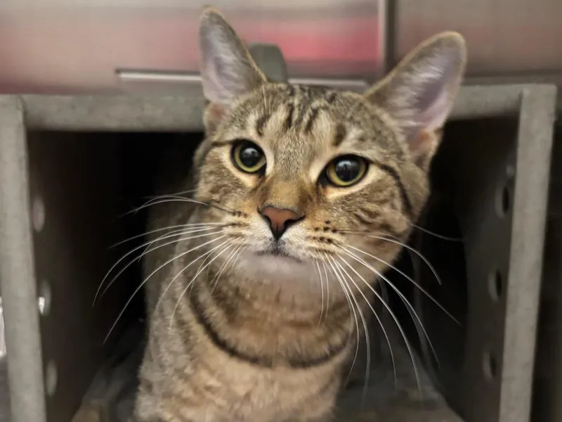 A baby small-sized male Tabby cat named Thomas for adoption in Powell, OH