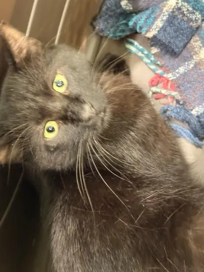 An adult large-sized male Domestic Short Hair cat named Burt for adoption in Memphis, TN