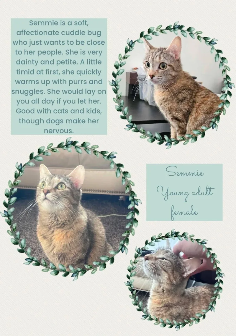 An adult medium-sized female Torbie Domestic Short Hair cat named Semmie for adoption in Brigham City, UT