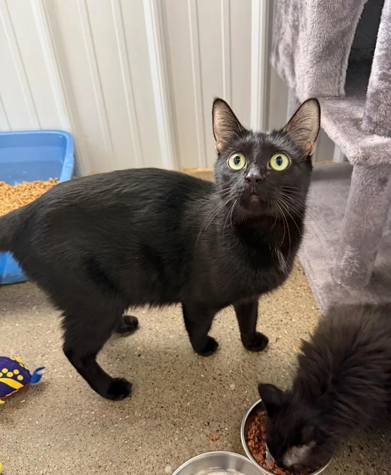 An adult medium-sized female Domestic Short Hair cat named Ramen for adoption in Pierceton, IN