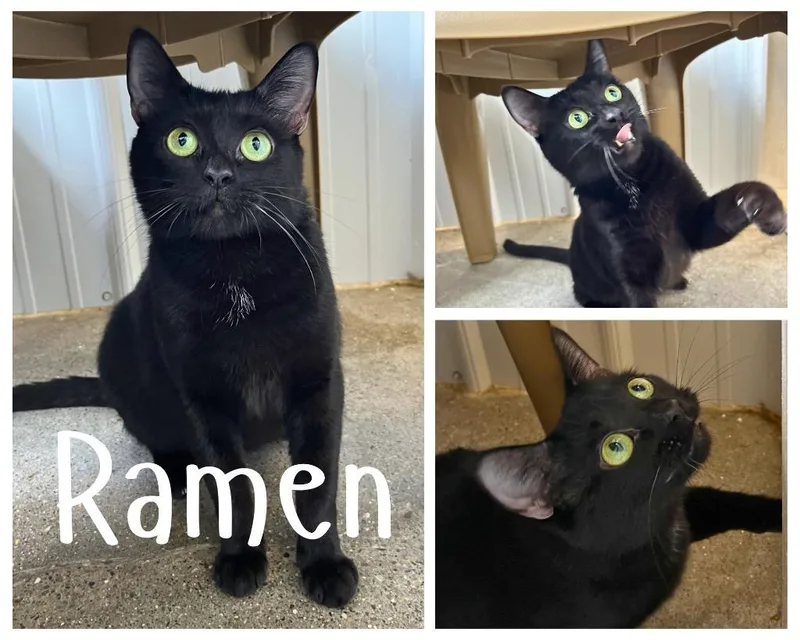 Ramen thumbnail 3