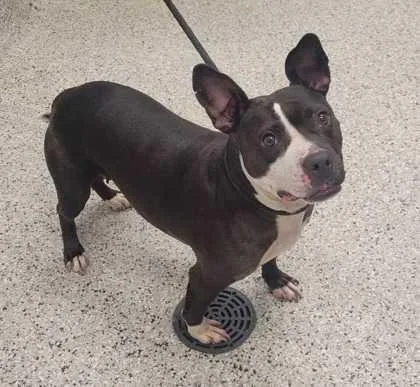 An adult medium-sized female Black Pit Bull Terrier dog named Topanga for adoption in Kansas City, MO