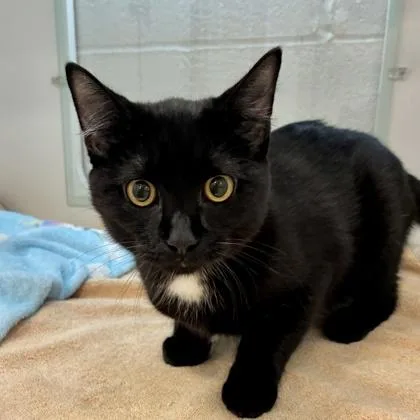 A young small-sized male Domestic Short Hair cat named Sonny for adoption in Wheaton, IL