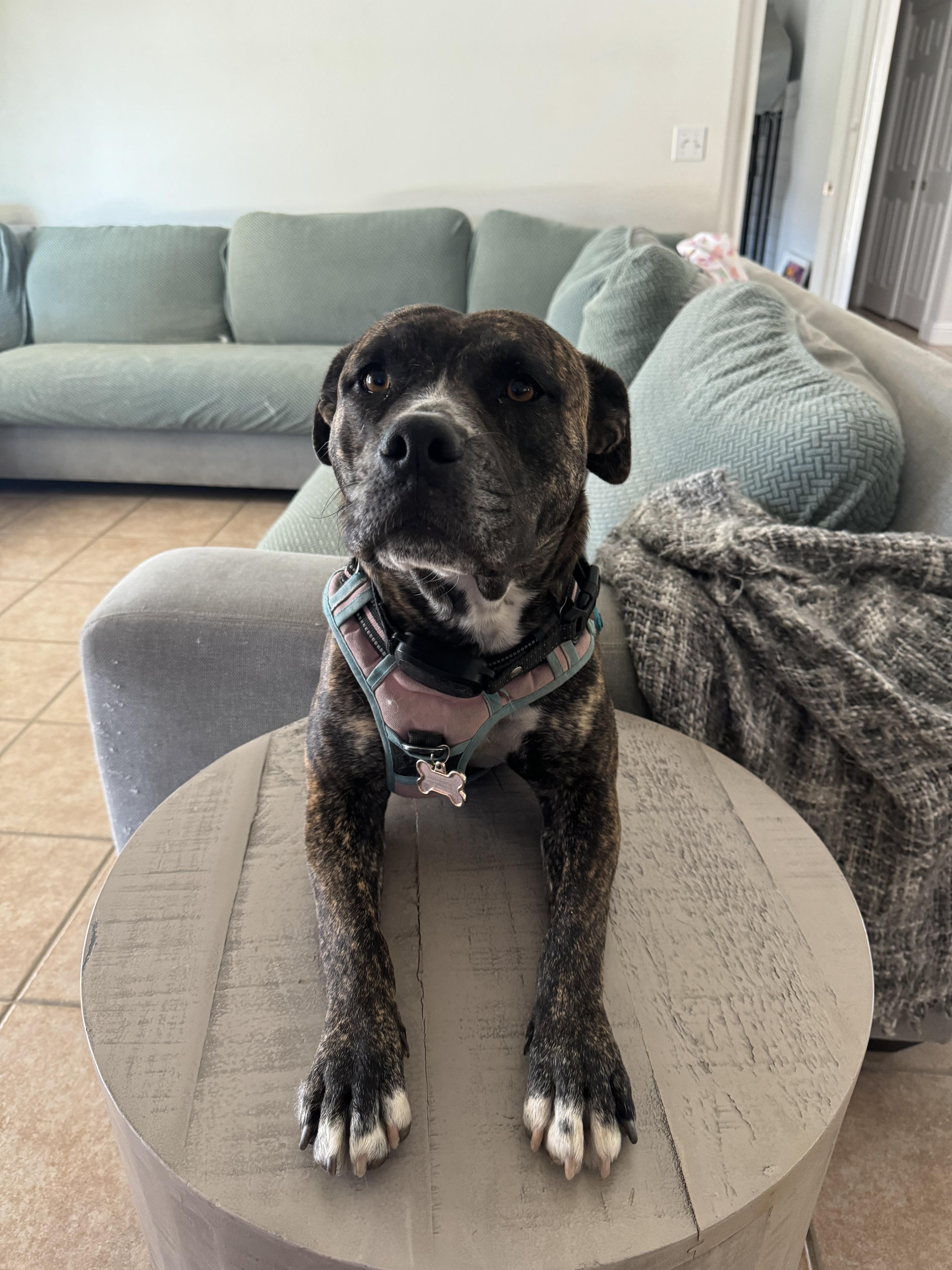An adult large-sized female Pit Bull Terrier dog named Bailey for adoption in Tracy, CA