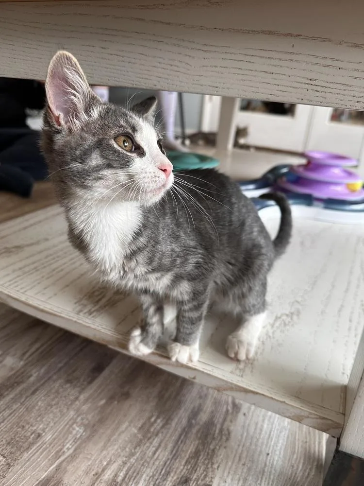 A baby small-sized female Domestic Short Hair cat named Veruca for adoption in Greensburg, PA