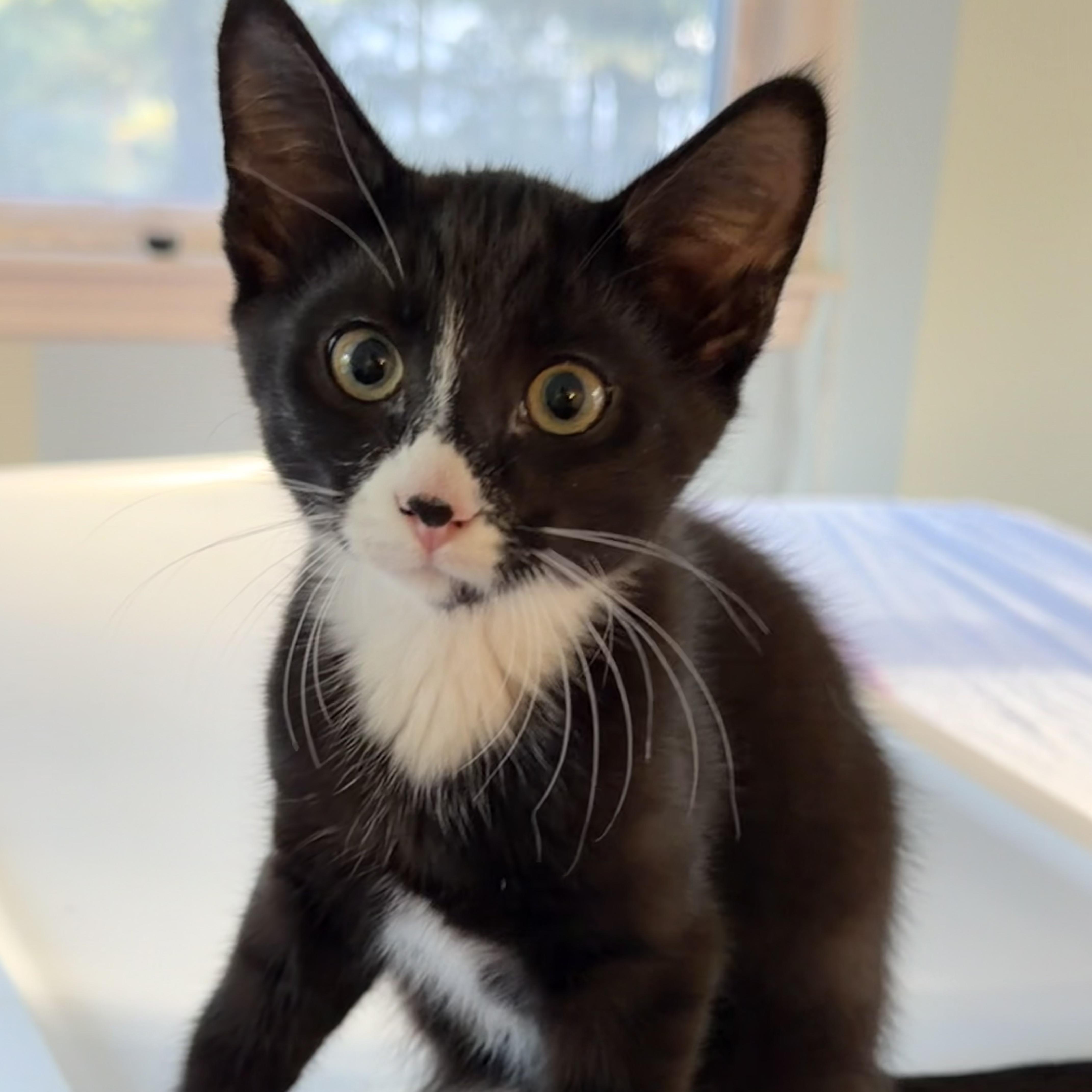A baby small-sized male Domestic Short Hair cat named Porcini for adoption in East Greenwich, RI