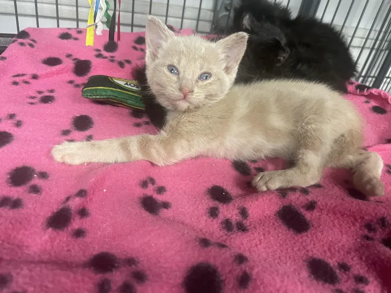 A baby small-sized female Domestic Short Hair cat named Polaris for adoption in Goodlettsville, TN