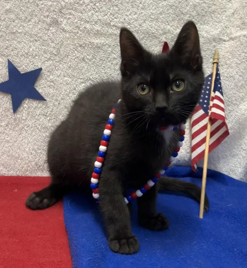 A baby medium-sized male Black Domestic Short Hair cat named Gus for adoption in Dublin, OH
