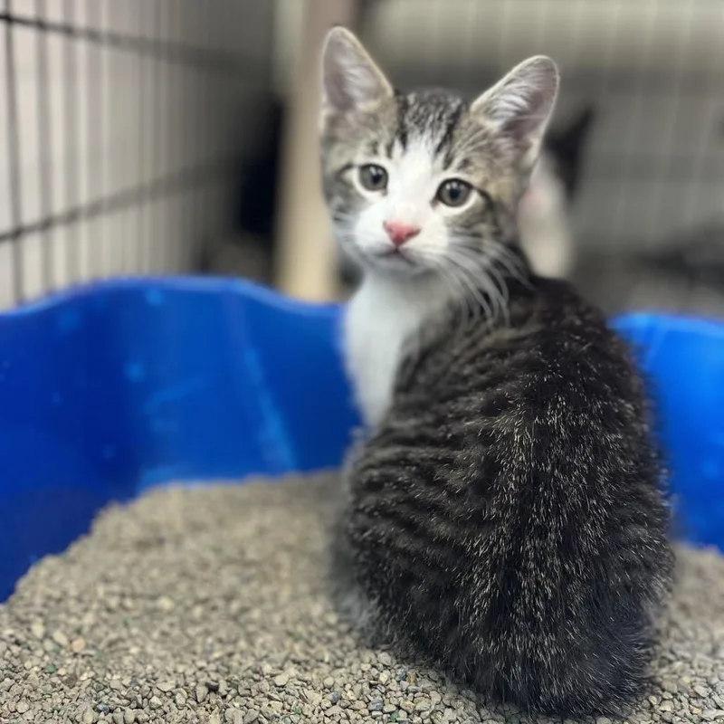 A baby small-sized female Gray / Blue / Silver Domestic Short Hair cat named Andra for adoption in Canton, IL