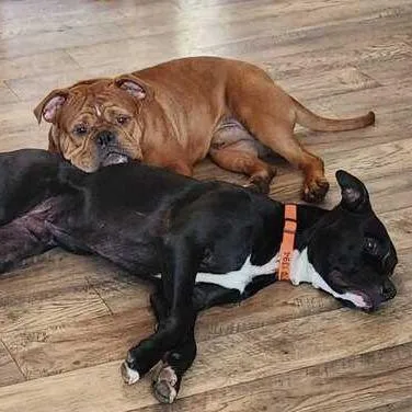 An adult medium-sized male Red / Chestnut / Orange American Bulldog dog named Red for adoption in Turlock, CA