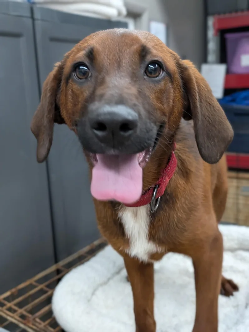 Puppy Ann