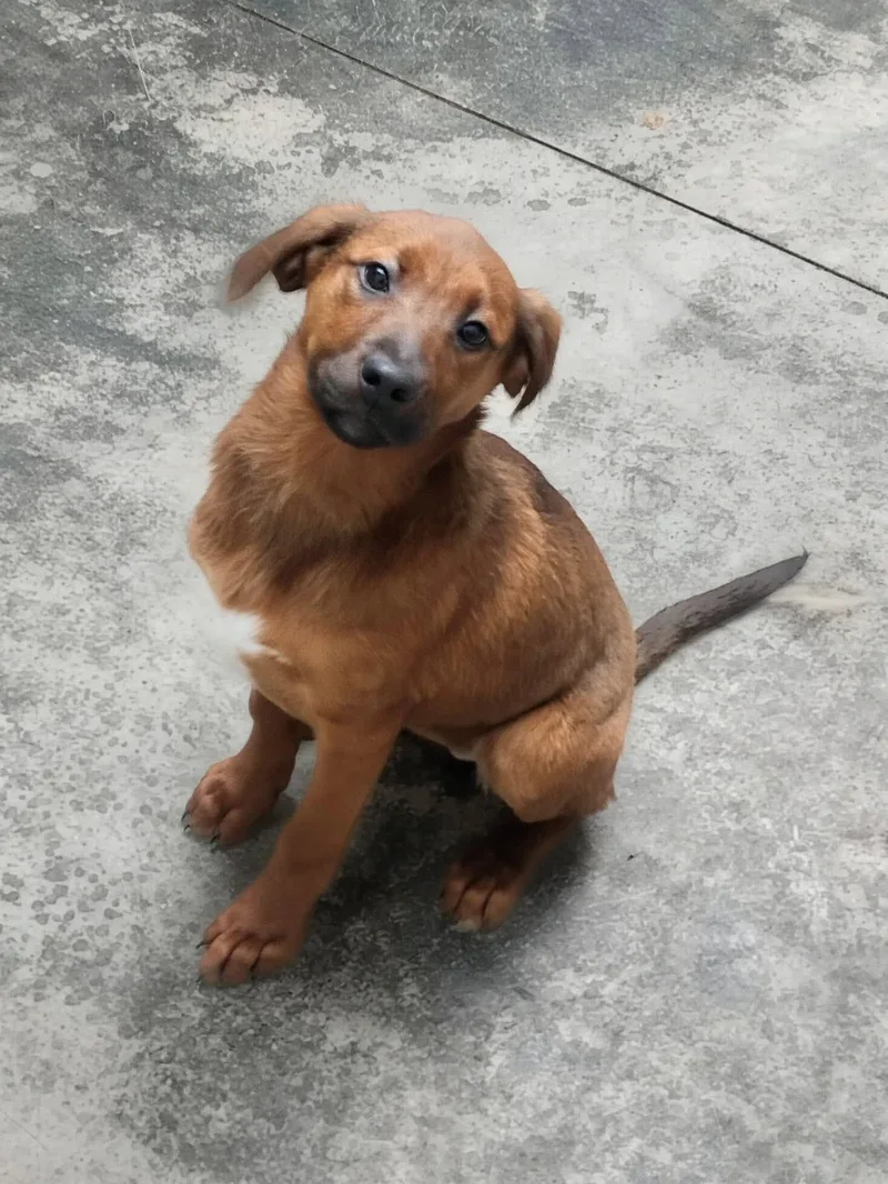 Puppy Ann thumbnail 2