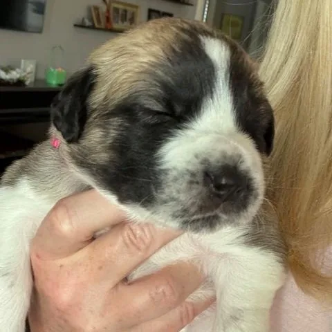 Cherry Blossom thumbnail 2