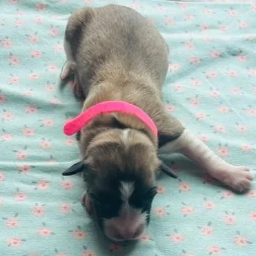 Cherry Blossom thumbnail 3