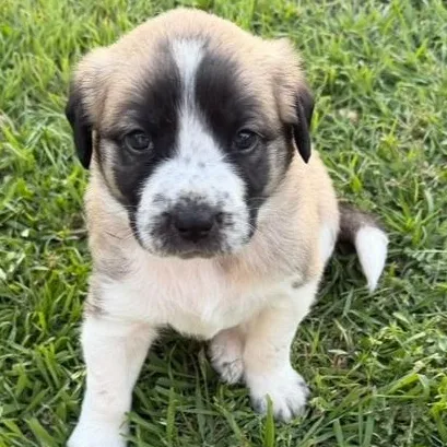 Cherry Blossom thumbnail 4