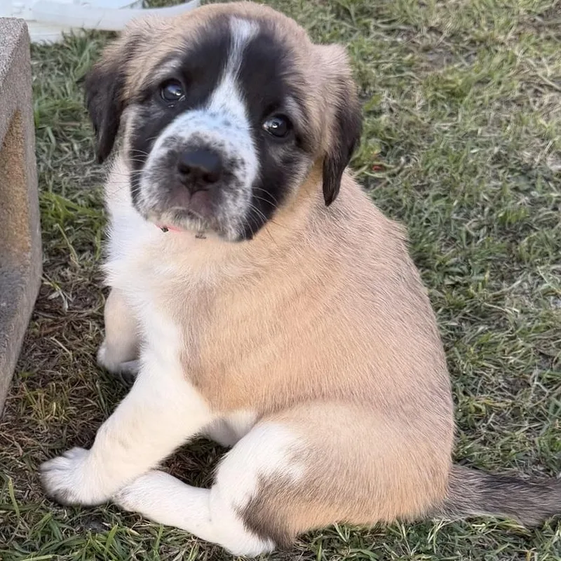 Cherry Blossom thumbnail 5