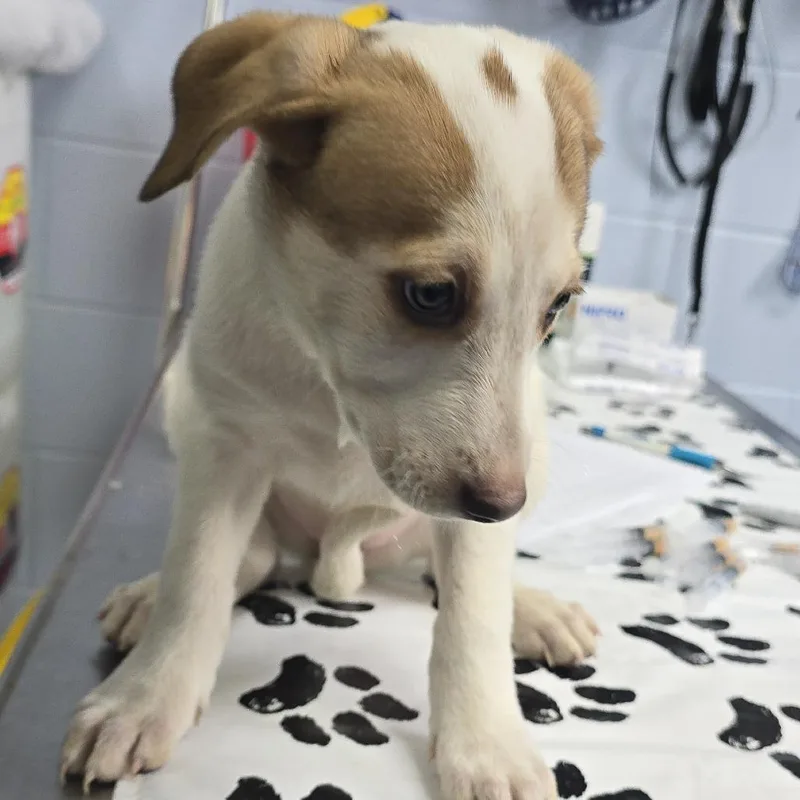 A baby medium-sized female White / Cream Mixed Breed dog named Juicy Pear Aka Sadie for adoption in Yanceyville, NC