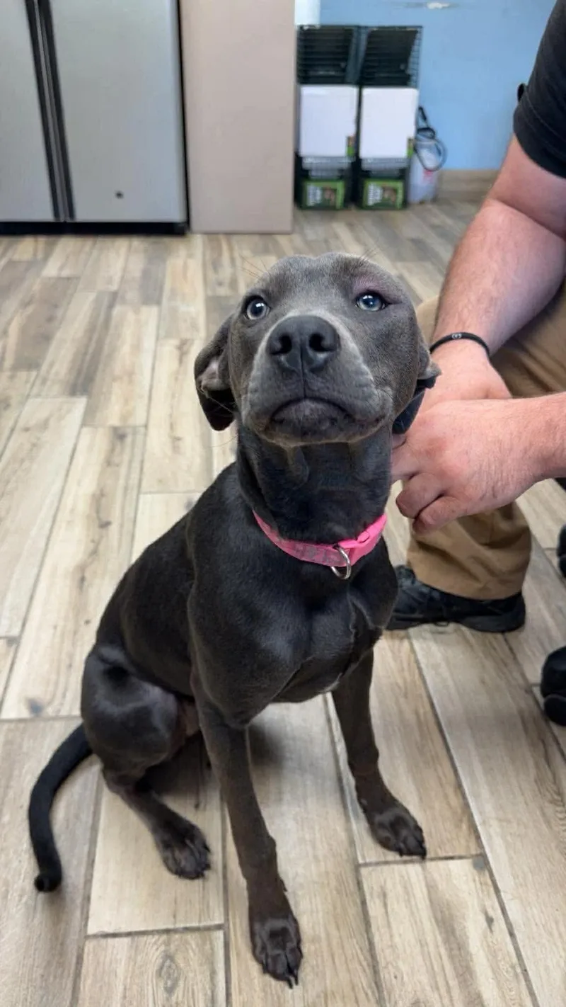 A young medium-sized female Labrador Retriever dog named Zara for adoption in Newport, KY