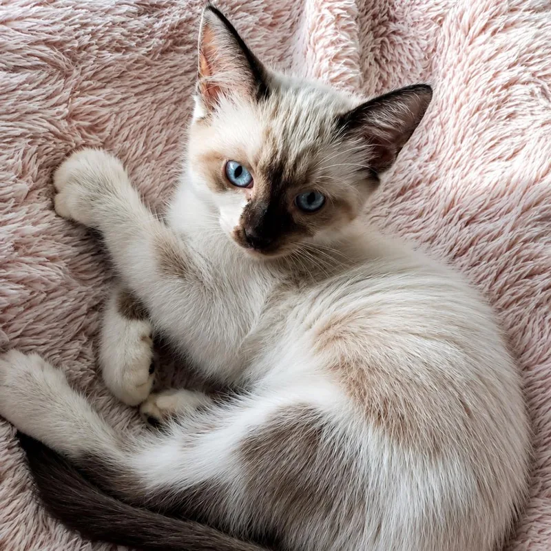A baby small-sized female Cream / Ivory Siamese cat named Little Bird for adoption in Houston, TX