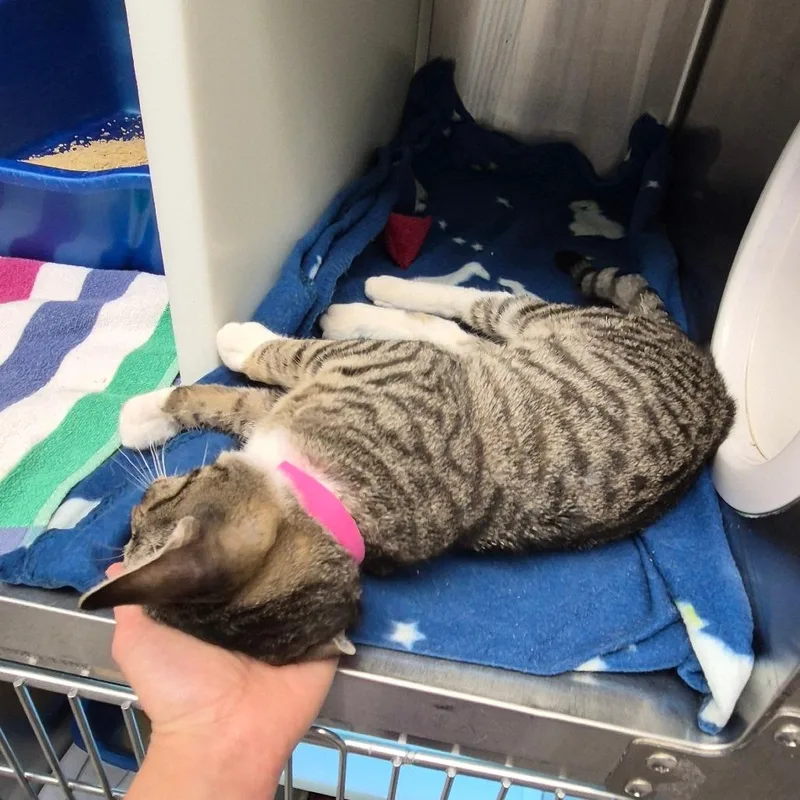 A baby small-sized female Domestic Short Hair cat named Phoebe for adoption in Fairport, NY