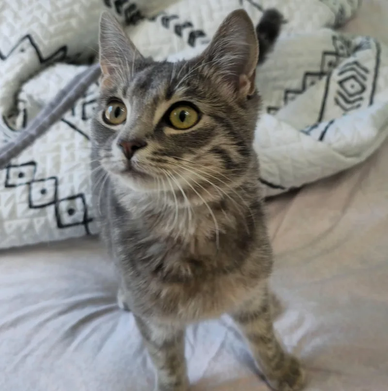 A young medium-sized female Gray / Blue / Silver Domestic Short Hair cat named Sassafras for adoption in Coppell, TX
