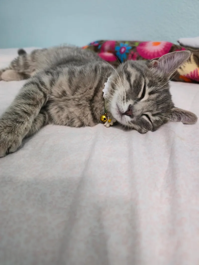 Sassafras thumbnail 3