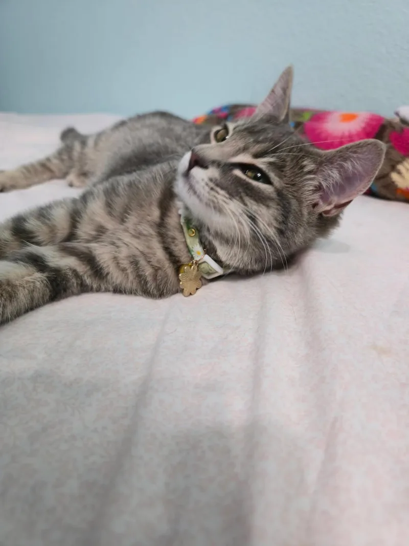 Sassafras thumbnail 5