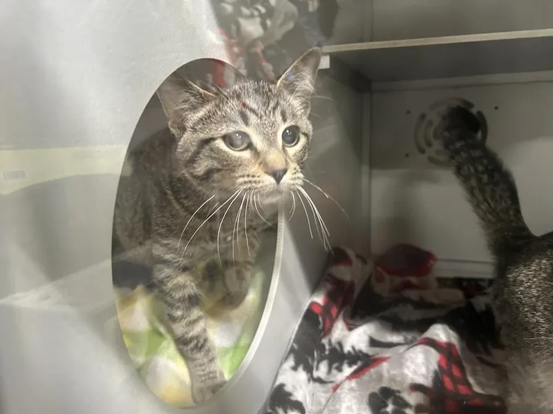 A baby small-sized male Tabby (Brown / Chocolate) Domestic Short Hair cat named Morty for adoption in Anoka, MN