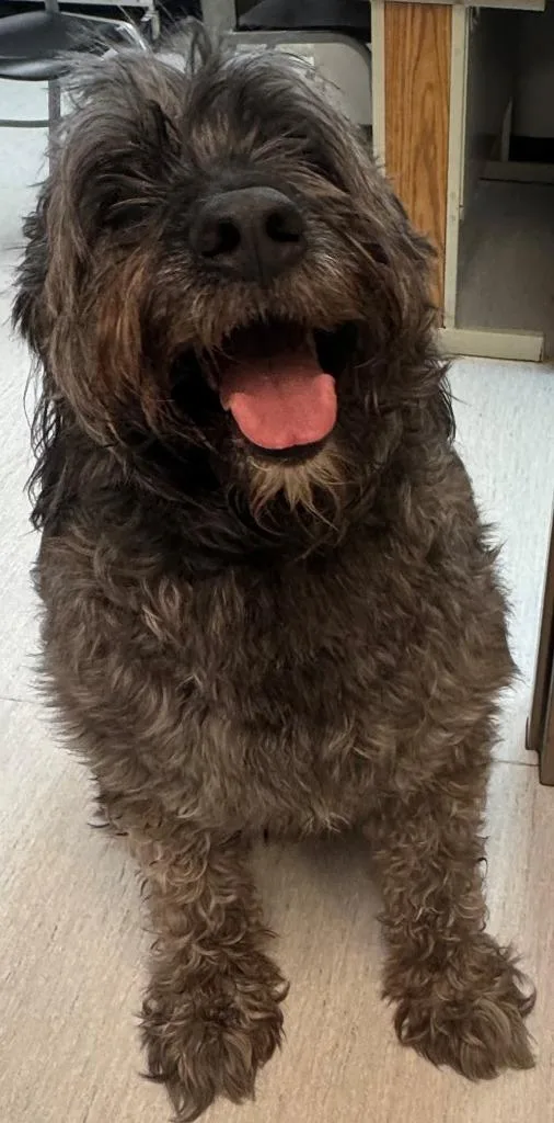 An adult medium-sized male Bouvier des Flandres dog named Smokey for adoption in Kenai, AK