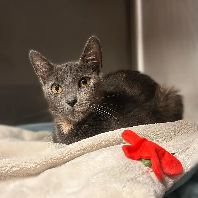 A young medium-sized female Gray / Blue / Silver Domestic Short Hair cat named Raviz for adoption in Davenport, IA