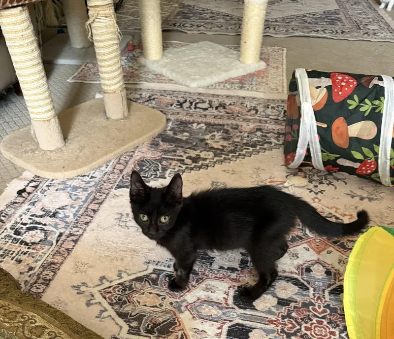 A young medium-sized male Black Domestic Short Hair cat named Archie for adoption in Murfreesboro, TN